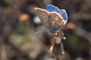 okgzl Gk Mavisi (Polyommatus bellargus)