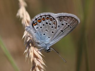 das Mavisi, Esmergz (Plebejus idas)