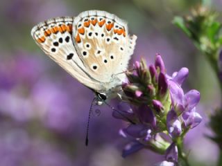 okgzl Meneke Mavisi (Polyommatus thersites)