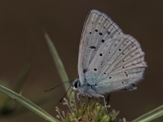 okgzl Dafnis (Polyommatus daphnis)