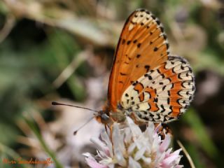 Kafkasyal parhan (Melitaea interrupta)