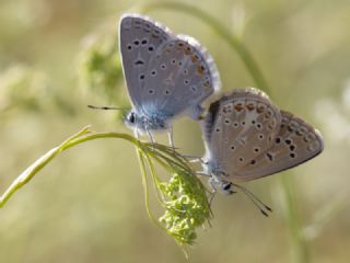okgzl Kk Turan Mavisi (Polyommatus cornelius)