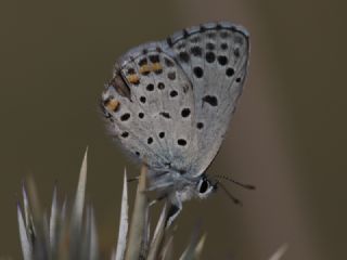 Himalaya Mavisi (Pseudophilotes vicrama)