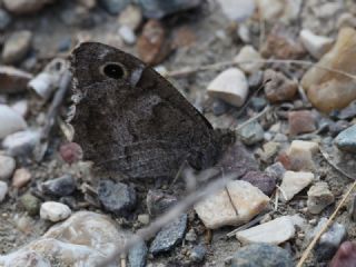 Aa Karamelei (Hipparchia statilinus)