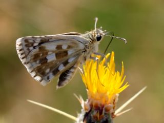 Gzel Zpzp (Pyrgus cinarae)