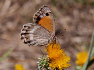 Anadolu Pirireisi (Satyrus favonius)