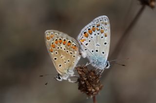 okgzl Mavi (Polyommatus icarus)