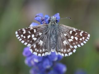 Ebegmeci Zpzp (Pyrgus malvae)