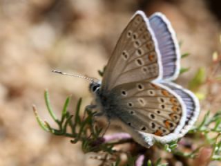 Anadolu Esmergz (Plebejus modicus)