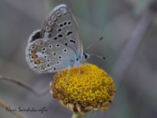 okgzl Mavi (Polyommatus icarus)
