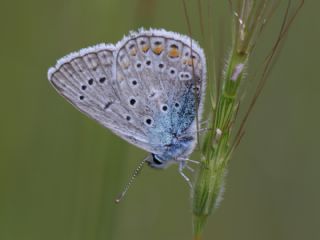 okgzl Mavi (Polyommatus icarus)