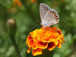 okgzl Mavi (Polyommatus icarus)