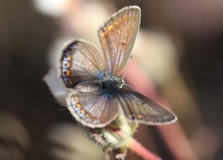 okgzl Gk Mavisi (Polyommatus bellargus)