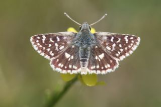 Kzl Zpzp (Spialia orbifer)