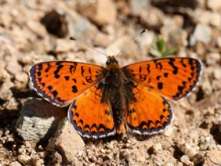 Kafkasyal parhan (Melitaea interrupta)