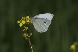 Kk Beyazmelek (Pieris rapae)