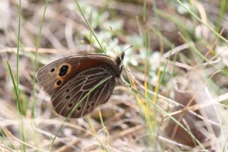 Uygur Gzelesmeri (Proterebia afra)