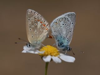 okgzl Kk Turan Mavisi (Polyommatus cornelius)