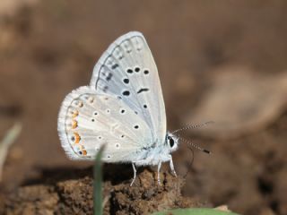 okgzl Kk Turan Mavisi (Polyommatus cornelius)