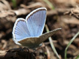 okgzl Kk Turan Mavisi (Polyommatus cornelius)
