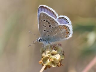 okgzl Kk Turan Mavisi (Polyommatus cornelius)