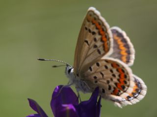 Gm Lekeli Esmergz (Plebejus argus)