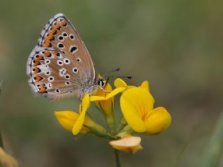 okgzl Balkan Mavisi (Aricia anteros )