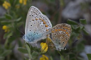 okgzl Mavi (Polyommatus icarus)
