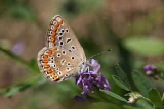 okgzl Mavi (Polyommatus icarus)