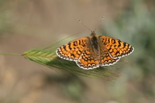 Cezayirli parhan (Melitaea ornata)