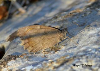 Aa Karamelei (Hipparchia statilinus)