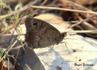 Aa Karamelei (Hipparchia statilinus)