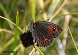 Harem Gzelesmeri (Erebia ottomana)