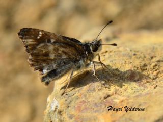 Tr almalar ([unknown genus] n/a)