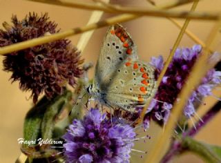 Anadolu okgzls (Polyommatus hyacinthus)