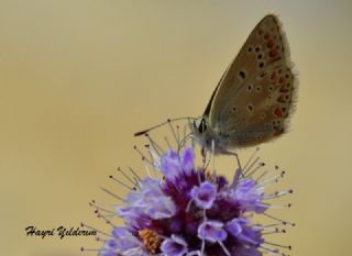 Anadolu okgzls (Polyommatus hyacinthus)