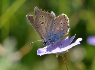 Anadolu Esmergz (Plebejus modicus)