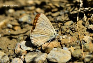 ? Agro Tr (Tanmsz) (Agrodiaetus sp.)