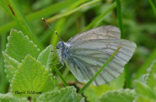 Da Beyazmelei (Pieris ergane)