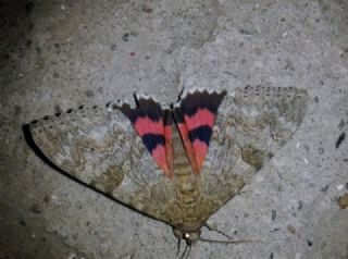 Tr almalar ([unknown genus] n/a)