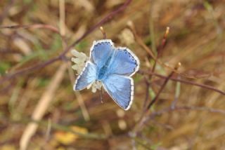 okgzl illimavi (Polyommatus coridon)