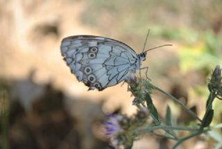 Anadolu Melikesi (Melanargia larissa)