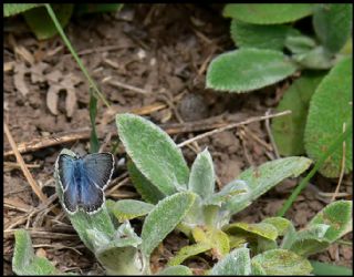 Tr almalar ([unknown genus] n/a)