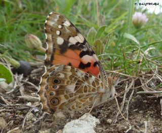 Diken Kelebei (Vanessa cardui)