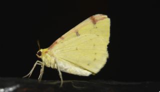 Tr almalar ([unknown genus] n/a)