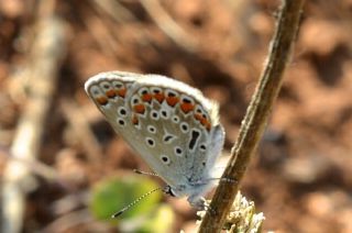 Tr almalar ([unknown genus] n/a)