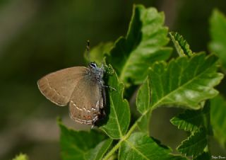 Byk Sevbeni (Satyrium ilicis)