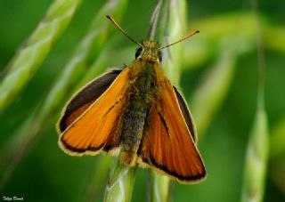 Sar Antenli Zpzp (Thymelicus sylvestris)