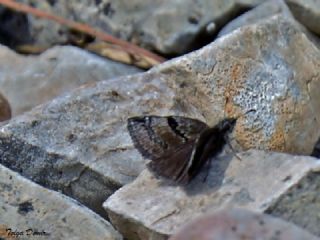 Kara Zpzp (Erynnis marloyi)