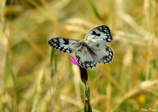 Akdeniz Melikesi (Melanargia titea)